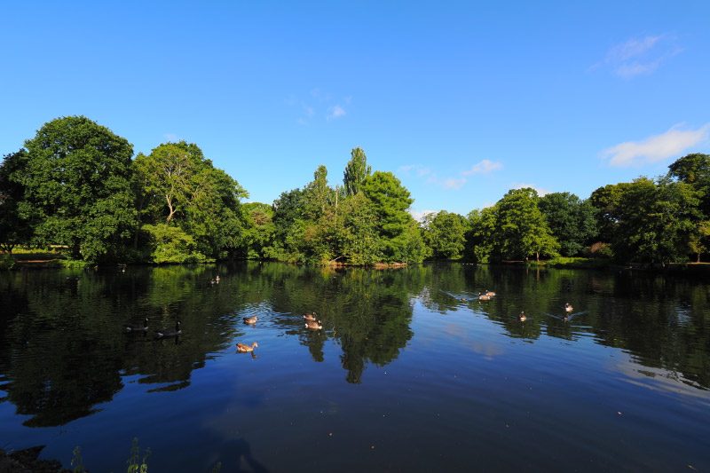Wide view of Valentines Lake with ducks on the water
