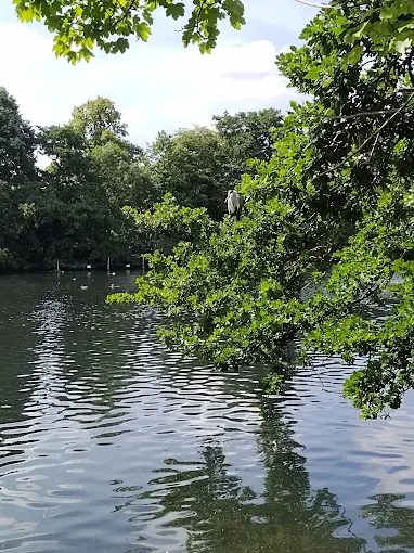 A heron keeping watch from the branches