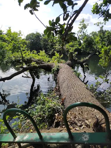 A fallen tree still standing guard over the water