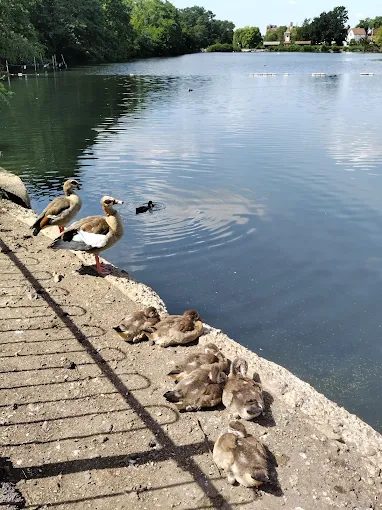 Goslings settling in for a nap by the water