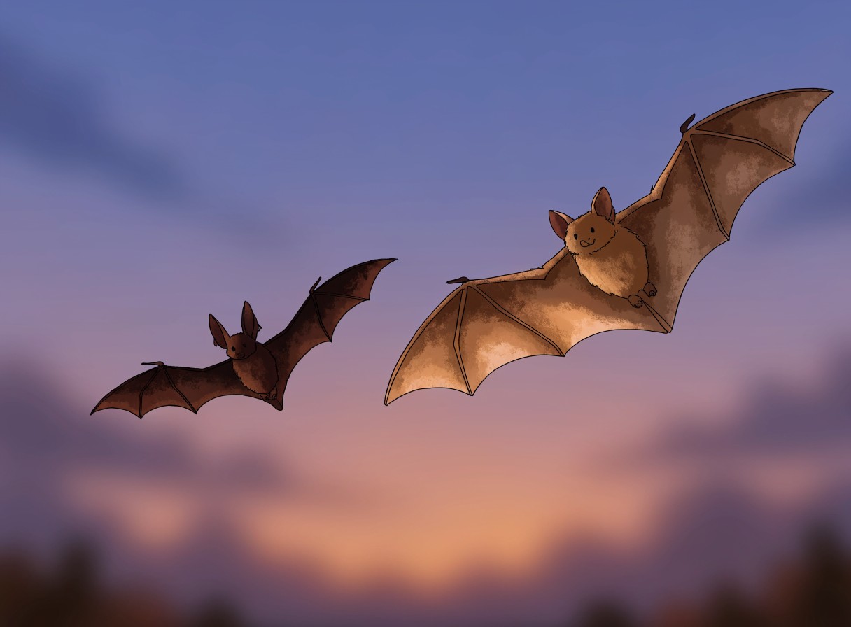 Pipistrelle & Noctule Bat