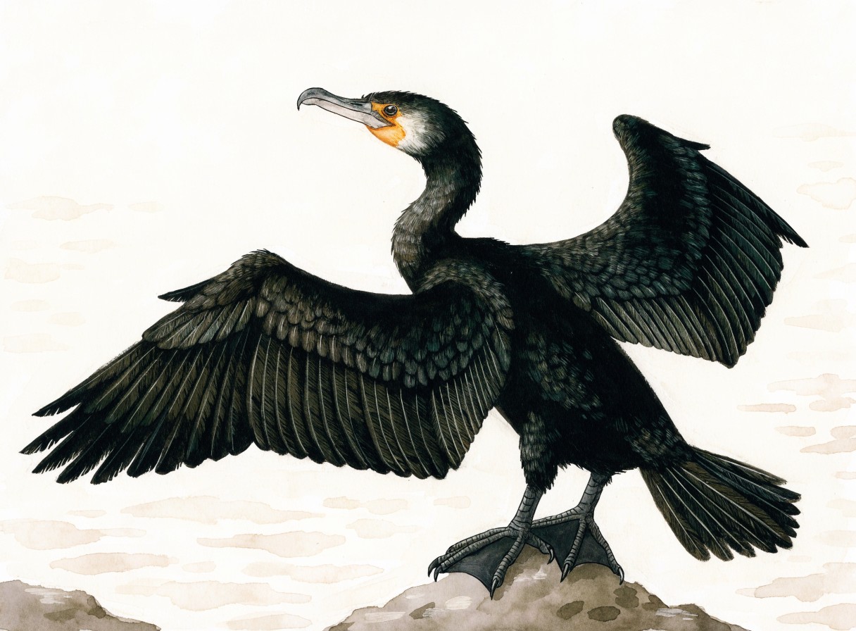 Cormorant